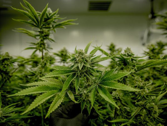 ¿Qué es el CBD?